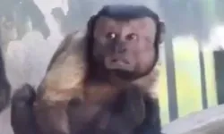 İnsan Yüzlü Maymun Görenleri Şaşkına Çeviriyor!