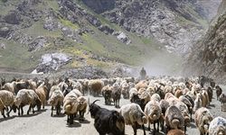Hakkari Yaylalarında Sürüler Sağım İçin Zorlu Yolları Aşıyor
