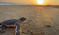 Belek’te caretta caretta yavrularının denizle buluşma yolculuğu görüntülendi