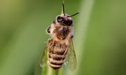 Uzaylılarla İletişimde İpucu: Arılar ve Evrensel Matematik