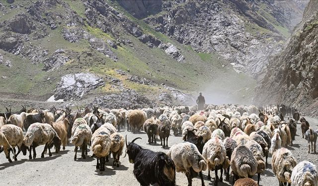 Hakkari Yaylalarında Sürüler Sağım İçin Zorlu Yolları Aşıyor
