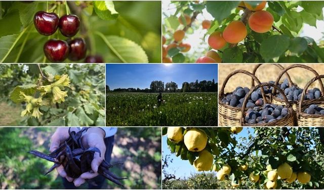 Türkiye tarımda 7 üründe dünya lideri oldu