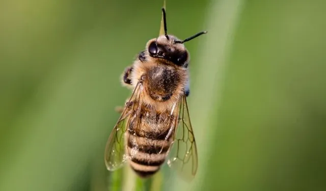 Uzaylılarla İletişimde İpucu: Arılar ve Evrensel Matematik