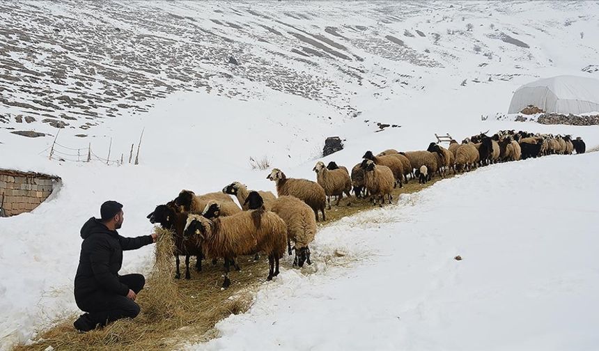 Bitlis’te Kışın Zorlu Koşullarında Besicilik: Kar ve Soğukta Hayvanların Bakımı Sürüyor!