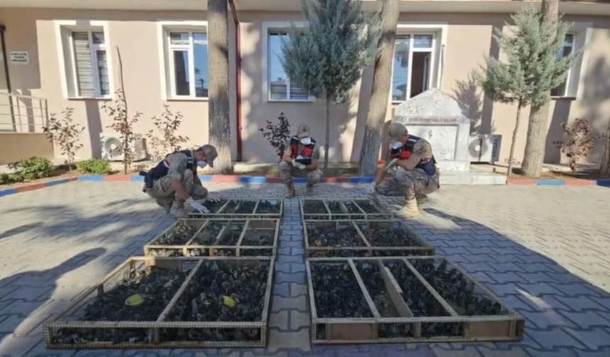 Römorkta 2 bin 114 saka kuşu bulundu